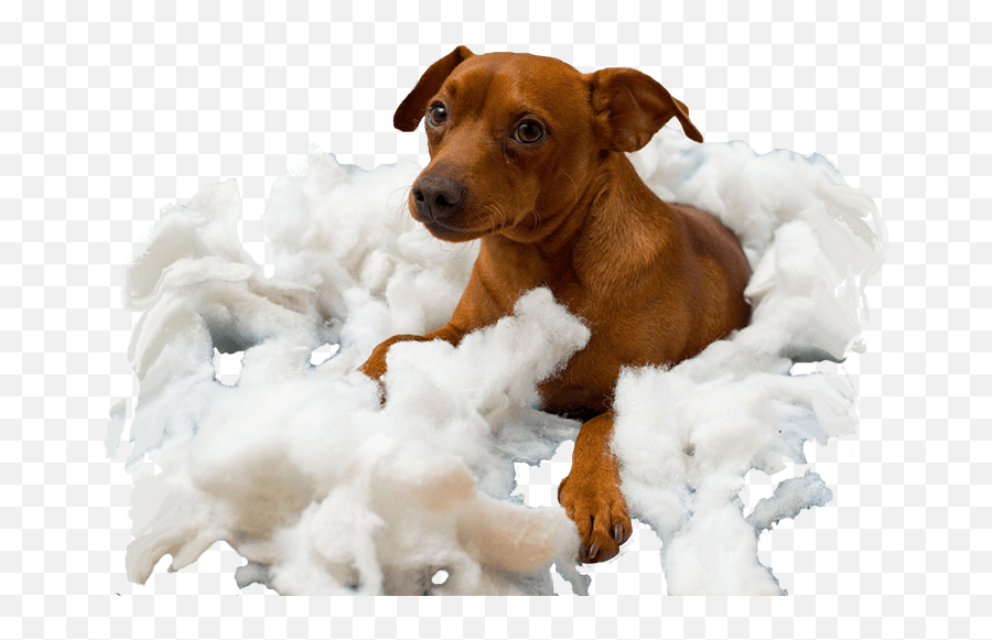 Cachorro Bagunceiro Transparent - Puppy Ripping Sofa Ad Png,Cachorro Png