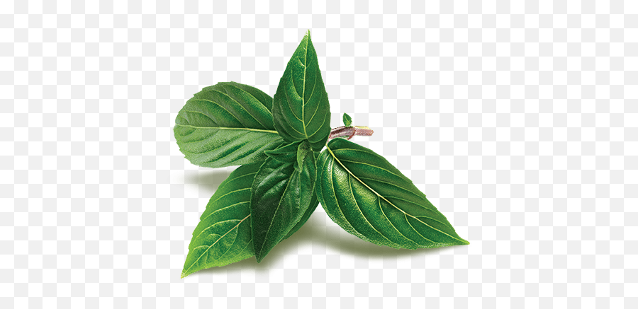 Holy Basil Full Size Png Download Seekpng - Ocimum Sanctum Leaves,Basil Png