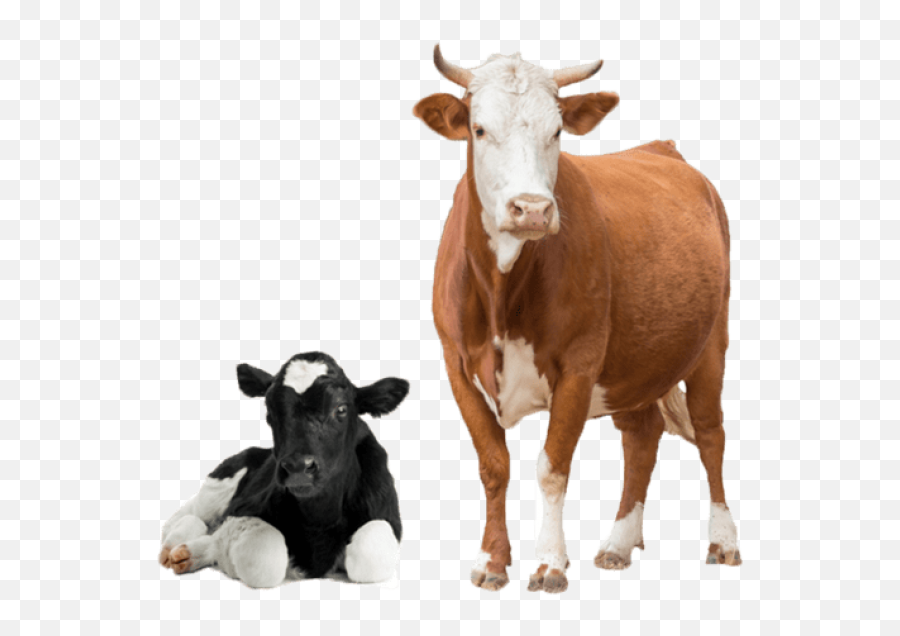 Free Transparent Png Images On Cow