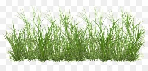 Download Grass Cartoon Transparent - Png Image,Cartoon Grass Transparent