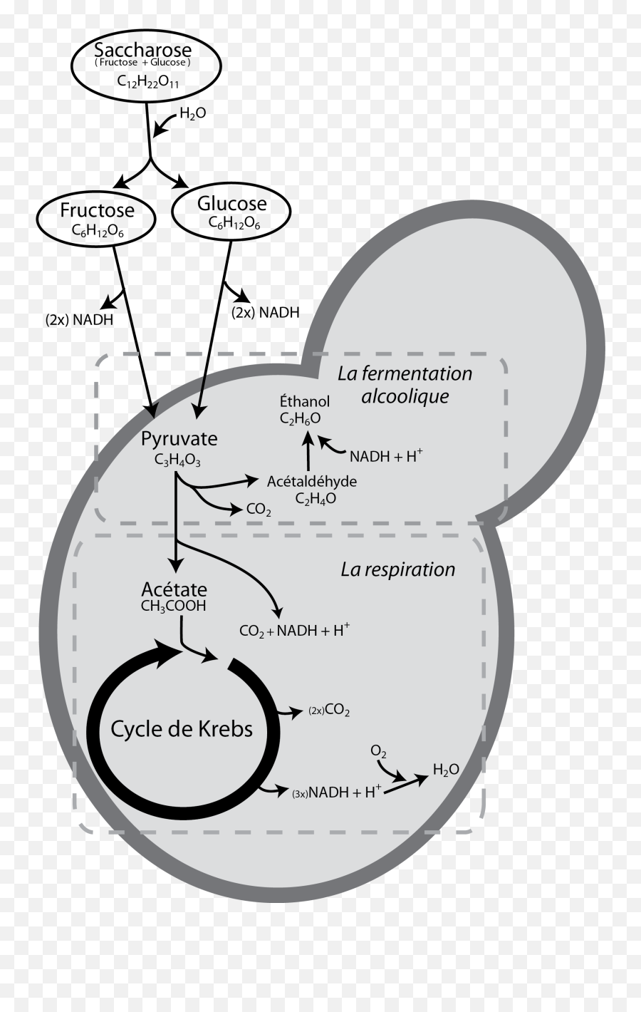 Yeast Respiration X Fermentation - Fermentation And Respiration Of Yeast Png,Yeast Png