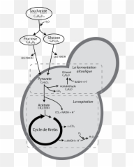 Yeast Respiration X Fermentation - Fermentation And Respiration Of Yeast Png,Yeast Png