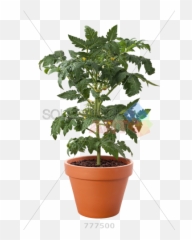 Pot With Soil Background Transparent U0026 Png Clipart Free - Plant Pot With Transparent Background,Plant Transparent Background
