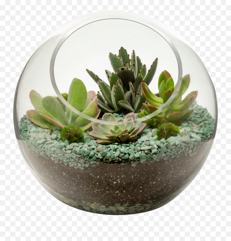 Succulent Bowl Transparent U0026 Png Clipart Free Download - Ywd Cactus In Glass Png,Succulent Transparent Background