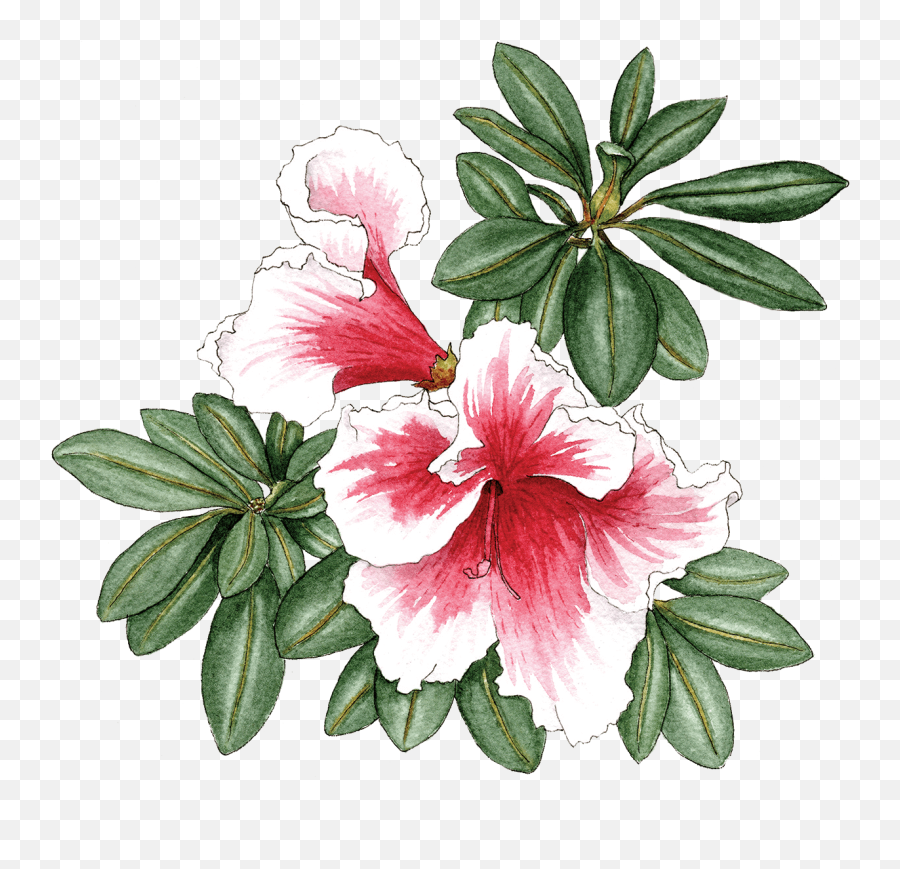 Azalea - Azalea Png,Azalea Png