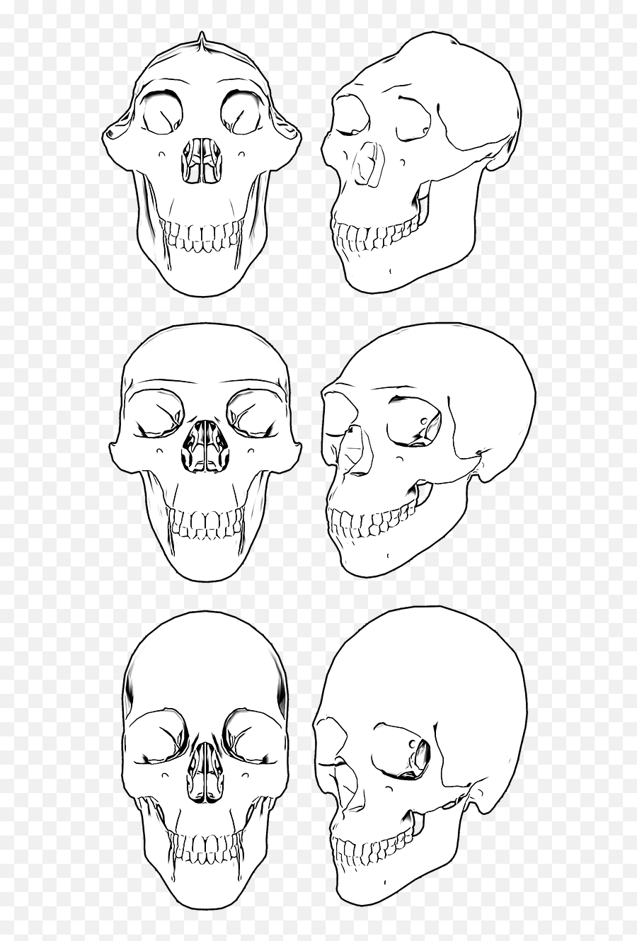 Download Hd Skull Skulls Skeleton - Craneo De Cavernicola Cráneo De Cavernícola Png,Skulls Png