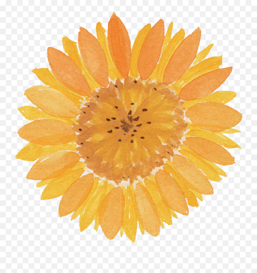5 Watercolor Sunflower Transparent - Member Club For Agent Png,Sunflower Transparent Background