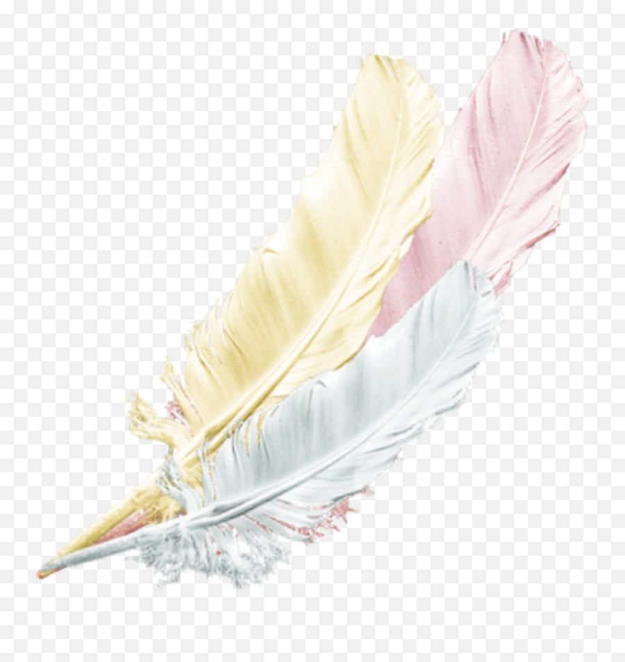 Feather Png Transparent - Bird,Feathers Transparent