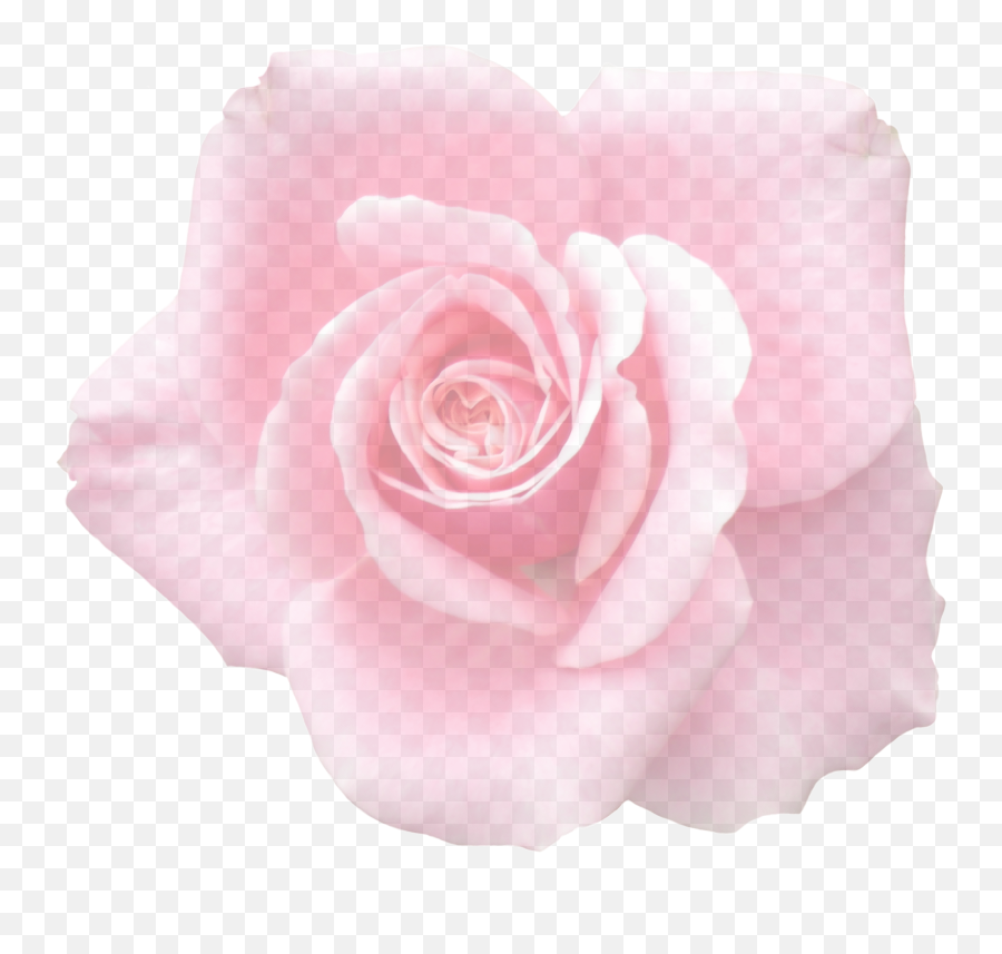 Delicate Pink Rose Bud - Up Free Image Rosa Rosa Claro Png,Pink Rose Transparent Background