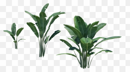 Banana Tree Plant - Houseplant Png,Banana Tree Png