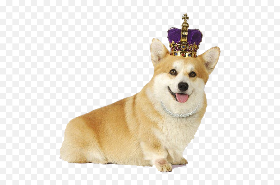 Corgi Png Transparent - Corgi Png,Corgi Png