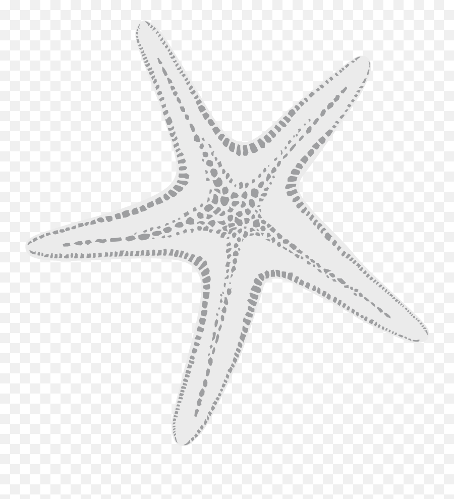 White Starfish Png - New Year Images For Whatsapp Dp Dot,Starfish Transparent Background