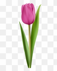 Pink Tulips Png - Clipart Transparent Cartoon Images Background