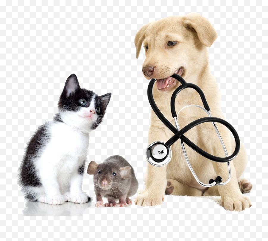 Pet Veterinary Vxe9txe9rinaire - Cat And Dog Vet Png,Veterinarian Png