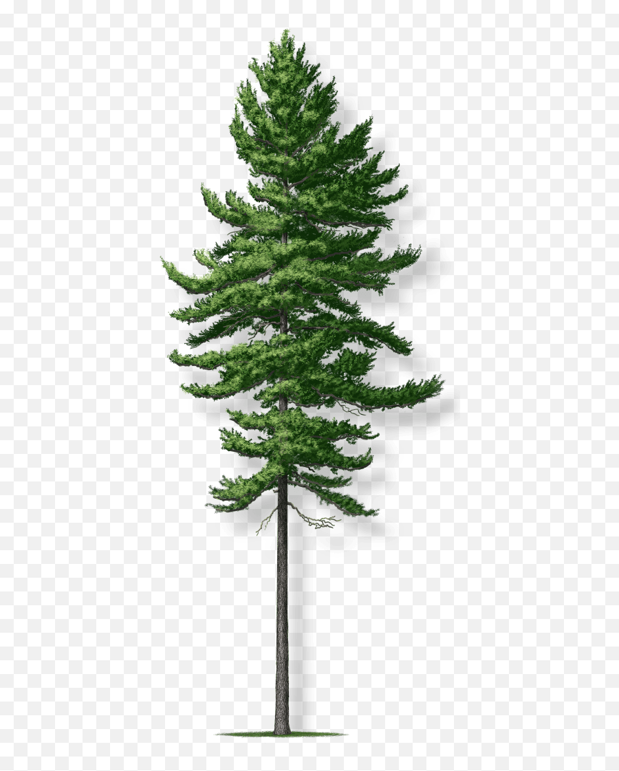 Tree Montgomery - Mature White Pine Tree Png,Pine Tree Transparent