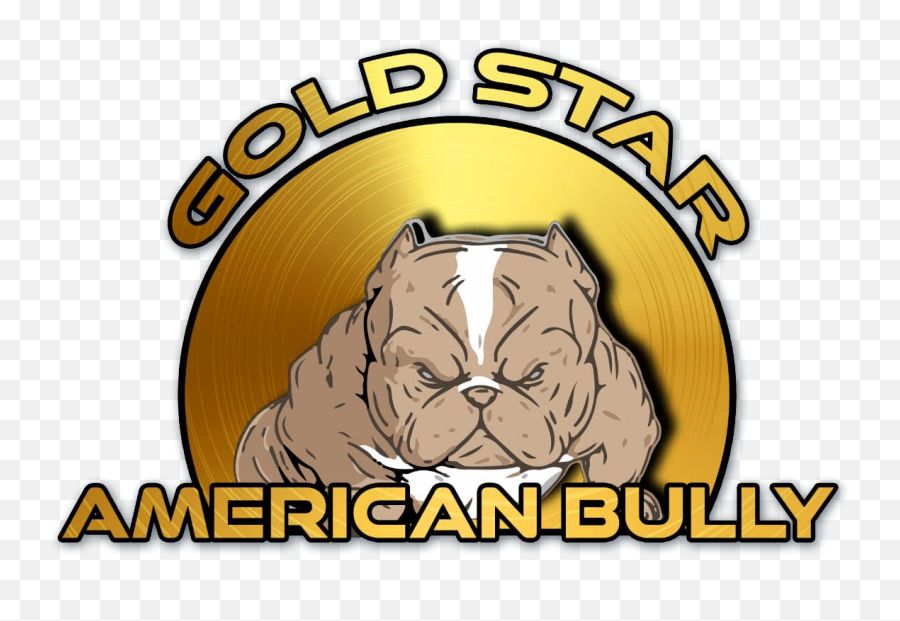 Gold Star American Bully - Big Png,American Bully Logo