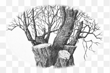 Berrynarbor News Rural Reflections - Sketch png