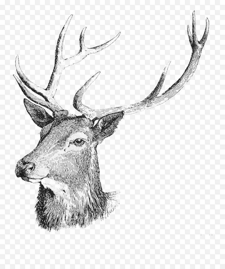 Download Free Deer Head Icon Favicon Freepngimg - Deer Head Free Download Png,Deer Antler Icon