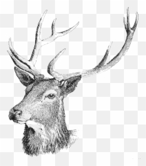Download Free Deer Head Icon Favicon Freepngimg - png