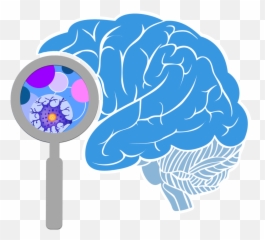 Brain Free Png Transparent Image