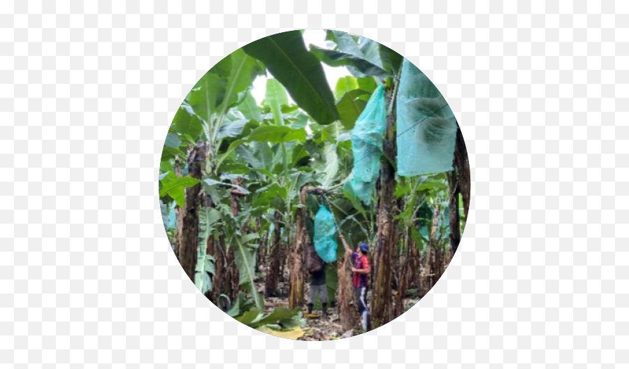 Banana Tree Bags Packaging Solutions Tc Transcontinental Png Garden Edge Icon Plastics