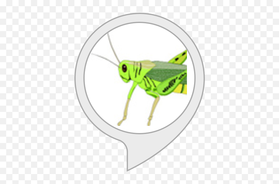 Grasshopper Facts - Transparent Insect Clipart Png,Grasshopper Png