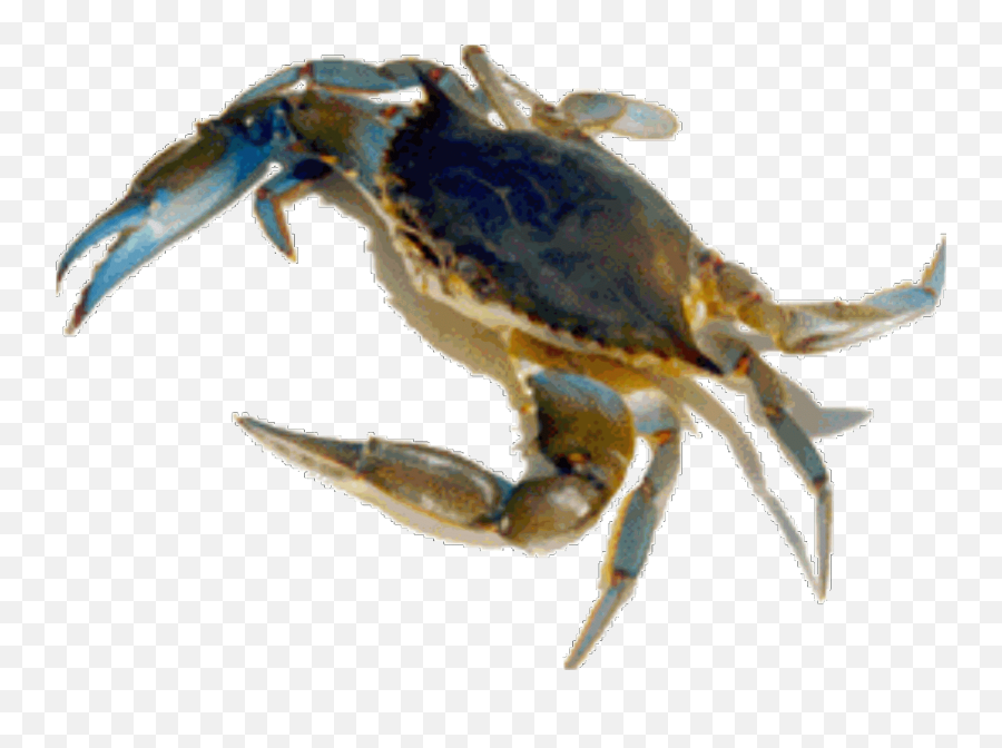 Transparent Crab Aquatic Animal U0026 Png Clipart - Crab And Shrimp Alive,Crab Transparent Background