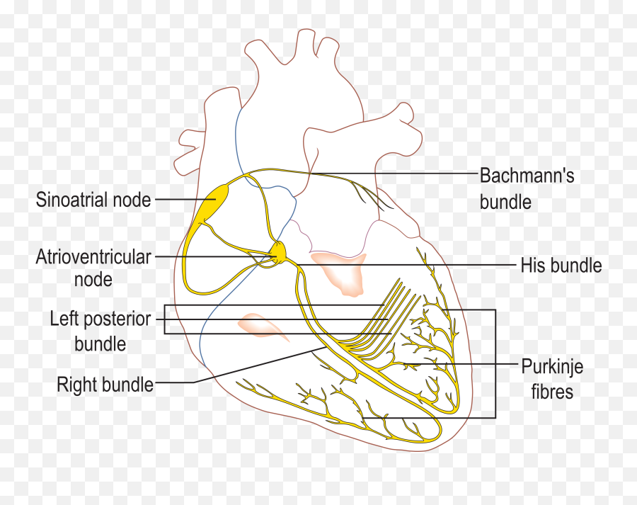 Fileconductionsystemoftheheartpng - Wikipedia Conduction System Of The Heart,Pixel Heart Png