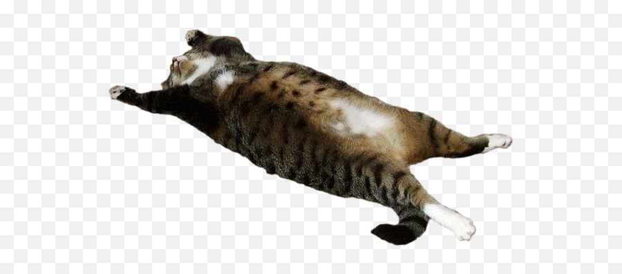 Download Hd Fat Cat Png - Transparent Fat Cat Png,Cats Transparent