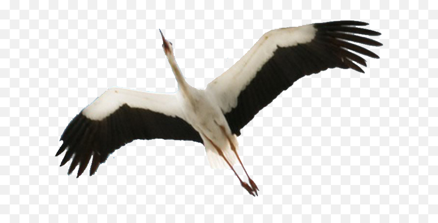 Stork Png 3 Image - Stork Png,Stork Png