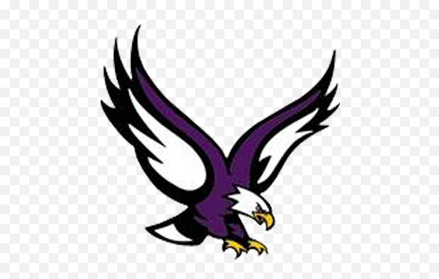 Bird Logos Colour Schemes Seahawks Eagles Color - Eau Eagle Boston College Mascot Png,Bird Logos