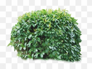 Bushes Png Images Free Download Bush - Bushes Transparent Background,Plant Transparent Background