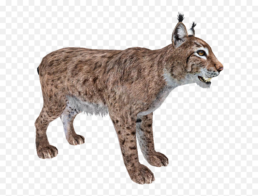 Walking Lynx Png Photo - Animal Bobcat Png,Lynx Png