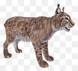 Walking Lynx Png Photo - Animal Bobcat Png,Lynx Png