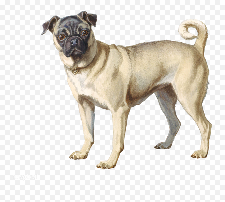 Pug Painting Png U0026 Free Paintingpng Transparent Images - Small Cute Pug Dog,Pug Png