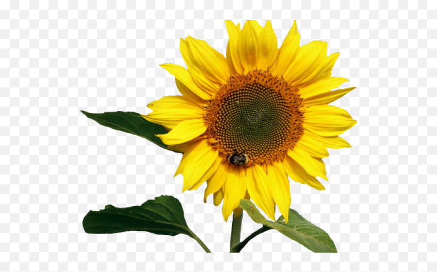 Transparent Background Sunflower Png - Transparent Background Sunflower Png,Sunflower Transparent Background