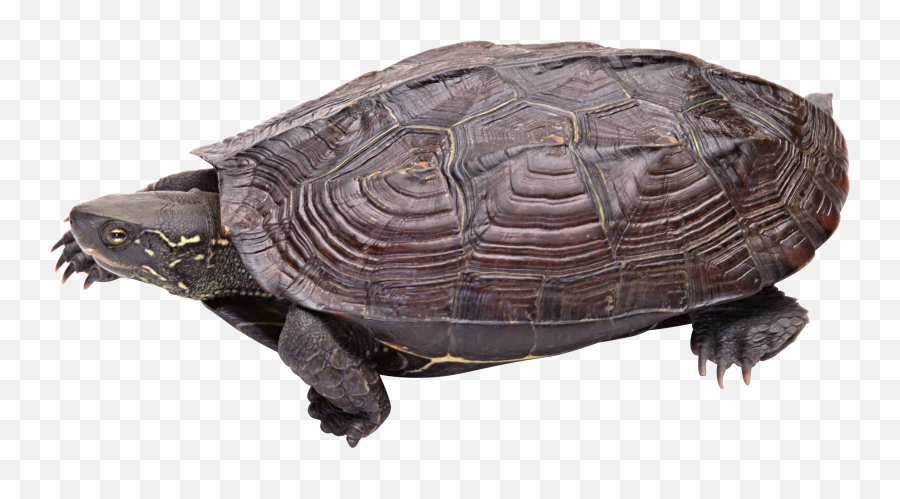 Turtle Png - Snapping Turtle Transparent Background,Turtle Transparent Background