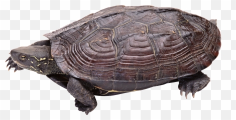 Turtle Png - Snapping Transparent Background