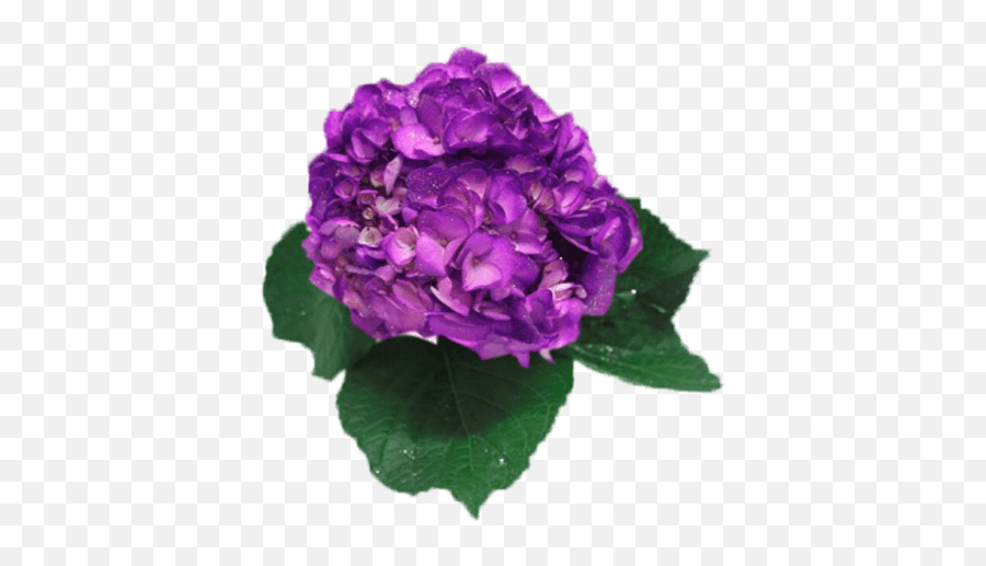 Amethyst Hydrangea Dark Purple Bunch U2013 Terravera - Artificial Flower Png,Hydrangea Png