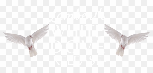 Sussex Dove Release - Funeral and Wedding Dove Releases Pigeons And Doves png