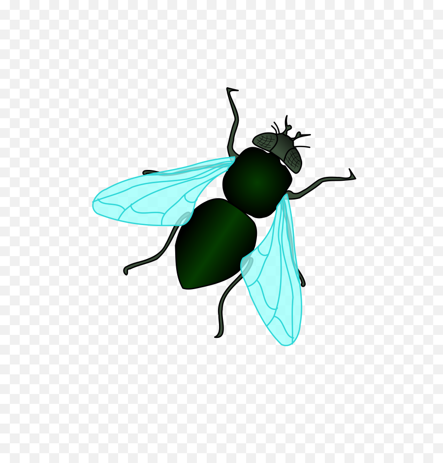 Fly Png Transparent - Housefly Clipart,Fly Png