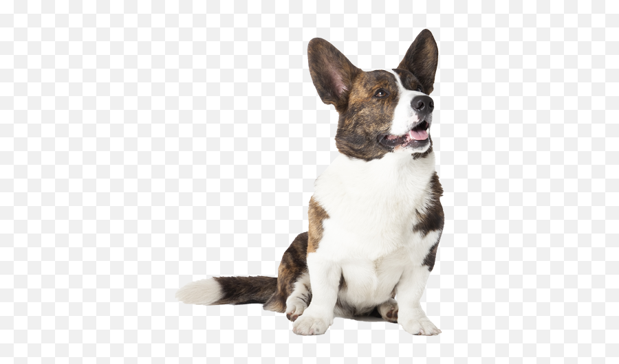 Download Cardigan Welsh Corgi Pricing - Cardigan Dog With Woman Selfie Png,Corgi Png