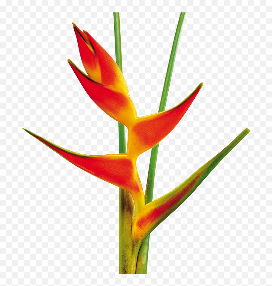 Tropical Flowers - Tropical Flowers Tropical Png,Tropical Flower Png