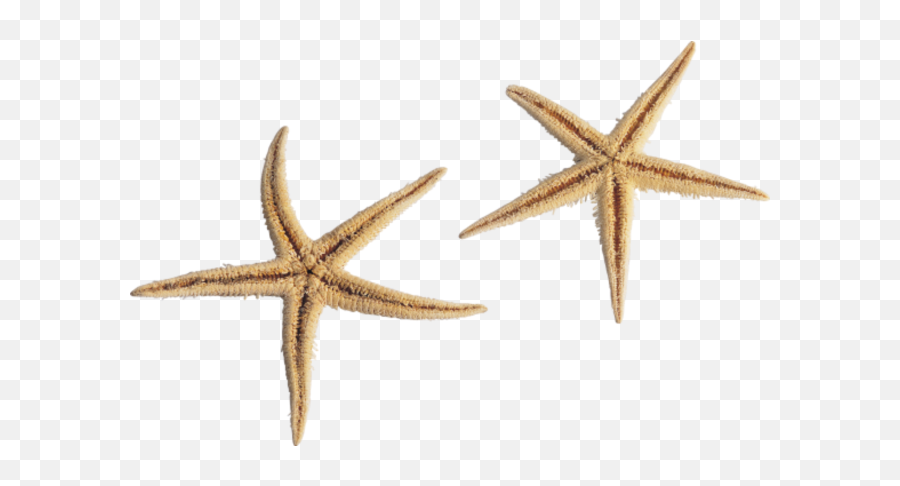 Starfish Png Hd Vector 1 - Png 7376 Free Png Images Transparent Background Sea Star Png,Starfish Transparent Background
