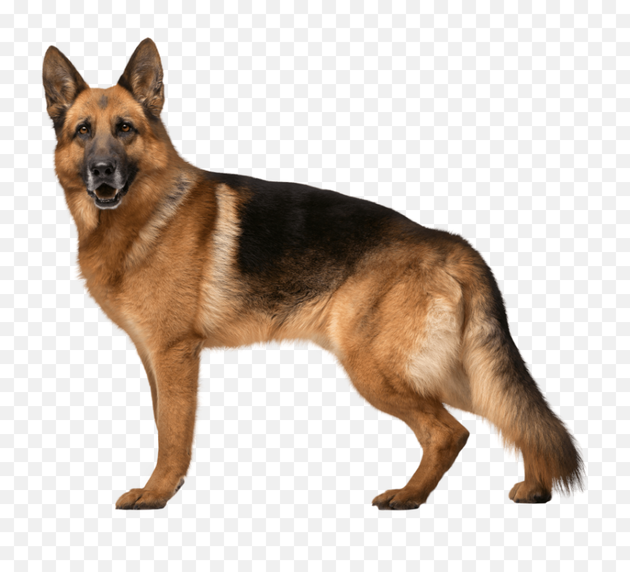 Dog Png Image Dogs Puppy Pictures - Police German Shepherd Dogs,Pet Png