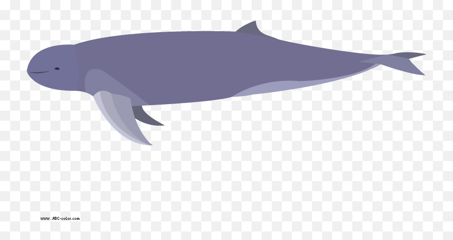 Baby Irrawaddy Dolphin Drawing Free Image - Fish Png,Dolphin Icon