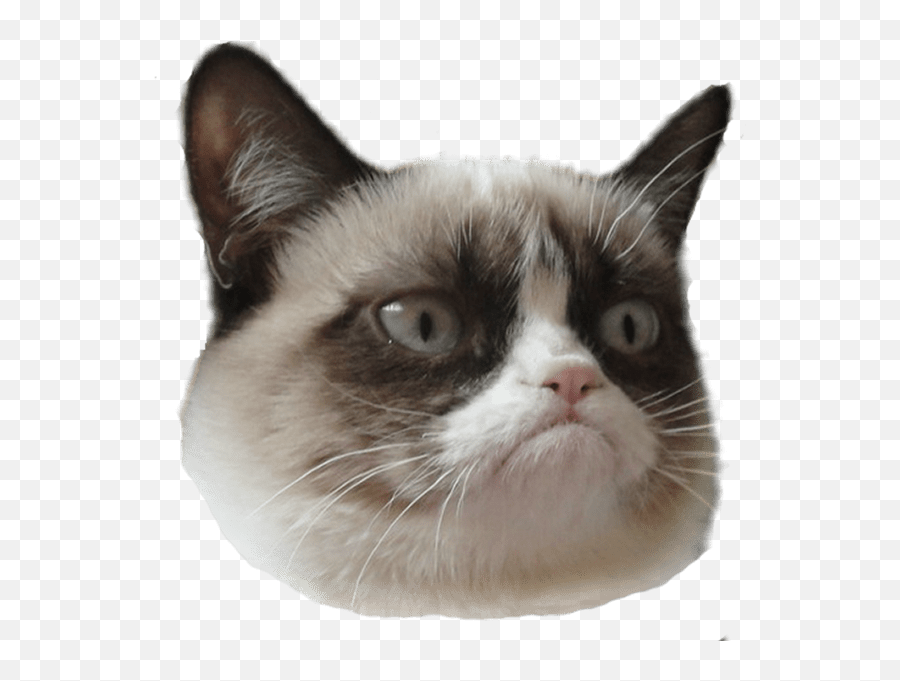 Grumpy Cat Head Right Transparent Png - Stickpng Grumpy Cat Png,Cat With Transparent Background