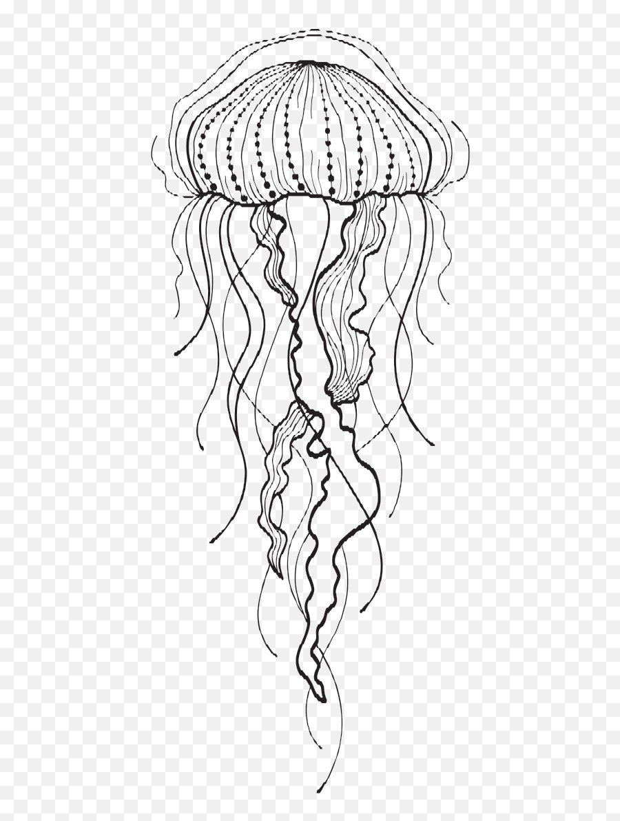 Jellyfish Clipart Sketch - Drawing Of A Jellyfish Png,Transparent Jellyfish