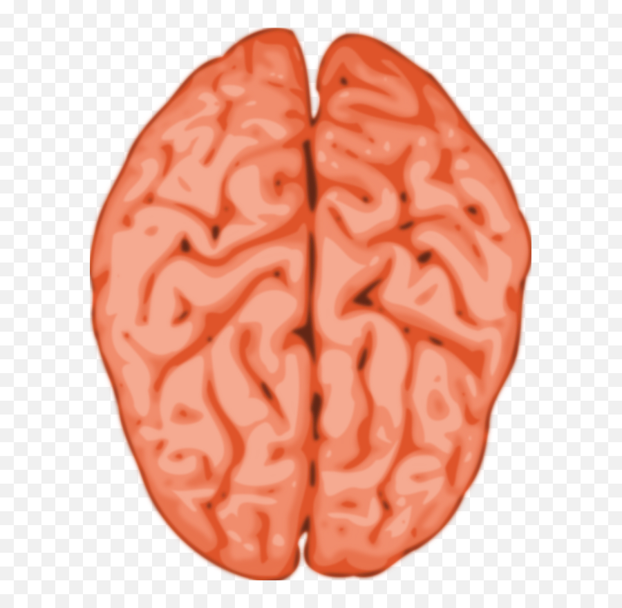Human Brain Clipart Png 1 Image - Brain Clip Art,Human Brain Png