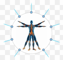 Brooklyn Pain Management Doctors U0026 Specialists Sports - Transparent Human Anatomy Clip Art png